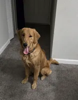 Luffy, a male Golden Retriever for sale in Birmingham, AL – 3 of 8