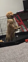 Luffy, a male Golden Retriever for sale in Birmingham, AL – 6 of 10