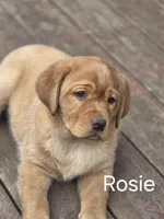Rosie, a male Labrador Retriever for sale in Thorp, WI – Photo 2 of 8