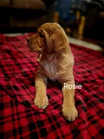 Rosie, a female Labrador Retriever for sale in Thorp, WI – Photo 5 of 8