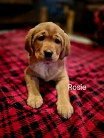 Rosie, a female Labrador Retriever for sale in Thorp, WI – Photo 7 of 8