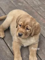 Rosie, a male Labrador Retriever for sale in Thorp, WI – Photo 6 of 8