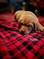 Rosie, a female Labrador Retriever for sale in Thorp, WI – Photo 6 of 8