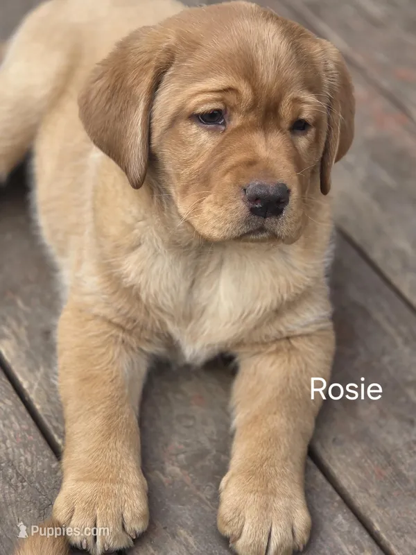 Rosie – Labrador Retriever puppy for sale in Thorp, WI