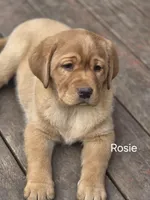 Rosie, a male Labrador Retriever for sale in Thorp, WI – Photo 4 of 8