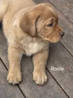 Rosie, a male Labrador Retriever for sale in Thorp, WI – Photo 7 of 8