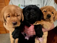 Rosie, a male Labrador Retriever for sale in Thorp, WI – Photo 8 of 8