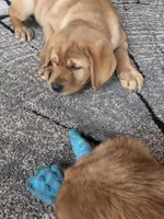 Rosie, a female Labrador Retriever for sale in Thorp, WI – Photo 8 of 8