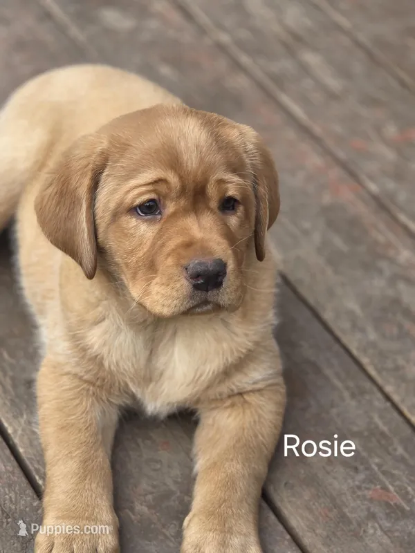 Rosie