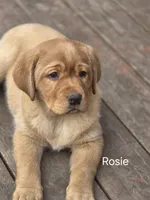 Rosie, a male Labrador Retriever for sale in Thorp, WI – Photo 1 of 8