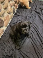English Lab Puppies , a male Labrador Retriever for sale in Thorp, WI – Photo 5 of 7