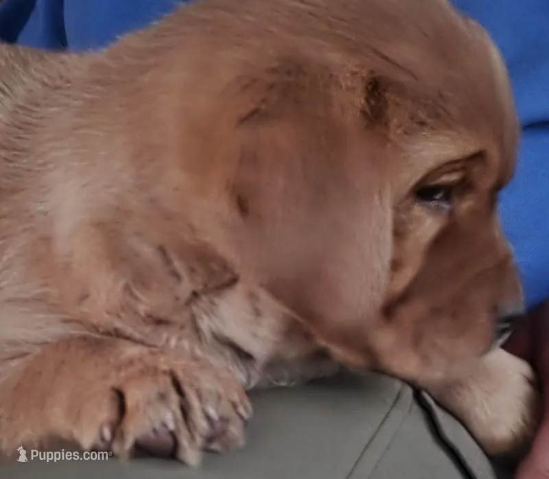 Tank, a male Labrador Retriever for sale in Thorp, WI – Photo 1 of 5