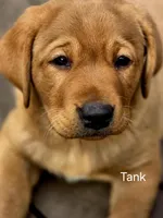 English Lab-Tank, a male Labrador Retriever for sale in Thorp, WI – Photo 6 of 7