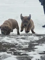 English Lab-Tank, a male Labrador Retriever for sale in Thorp, WI – Photo 7 of 7