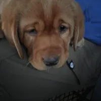 Tank, a male Labrador Retriever for sale in Thorp, WI – Photo 5 of 5