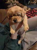 English Lab Puppies , a male Labrador Retriever for sale in Thorp, WI – Photo 6 of 7