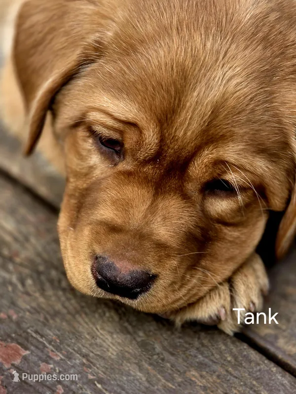 Tank – Labrador Retriever puppy for sale in Thorp, WI