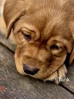 English Lab-Tank, a male Labrador Retriever for sale in Thorp, WI – Photo 1 of 7