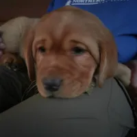 Tank, a male Labrador Retriever for sale in Thorp, WI – Photo 4 of 5