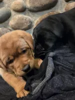 English Lab Puppies , a male Labrador Retriever for sale in Thorp, WI – Photo 2 of 7
