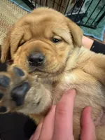 English Lab Puppies , a male Labrador Retriever for sale in Thorp, WI – Photo 3 of 7