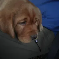 Tank, a male Labrador Retriever for sale in Thorp, WI – Photo 2 of 5