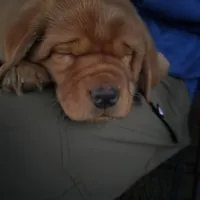 Tank, a male Labrador Retriever for sale in Thorp, WI – Photo 3 of 5