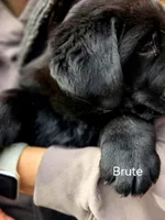 Brute , a male Labrador Retriever for sale in Thorp, WI – Photo 2 of 7