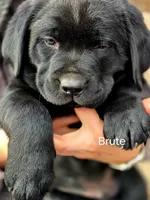 Brute , a male Labrador Retriever for sale in Thorp, WI – Photo 1 of 7