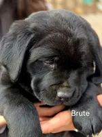 Brute , a male Labrador Retriever for sale in Thorp, WI – Photo 3 of 7