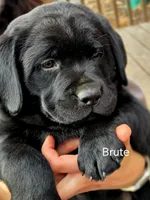 Brute , a male Labrador Retriever for sale in Thorp, WI – Photo 7 of 7