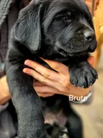 Brute , a male Labrador Retriever for sale in Thorp, WI – Photo 6 of 7