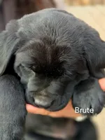 Brute , a male Labrador Retriever for sale in Thorp, WI – Photo 4 of 7