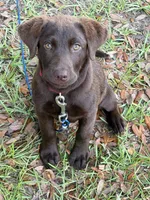 Dolly , a female Labrador Retriever for sale in Guyton, GA – 1 of 2