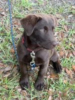Dolly , a female Labrador Retriever for sale in Guyton, GA – 2 of 2