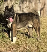 Dodger, a male Akita for sale in Dallas, TX – 4 of 4
