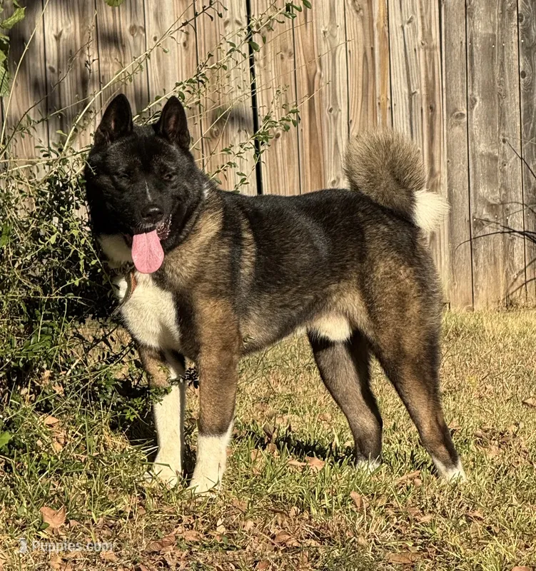Dodger – Akita puppy for sale in Dallas, TX