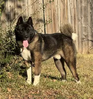 Dodger, a male Akita for sale in Dallas, TX – 1 of 4