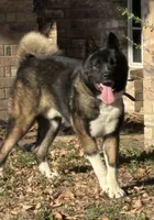 Dodger, a male Akita for sale in Dallas, TX – 3 of 4