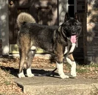 Dodger, a male Akita for sale in Dallas, TX – 2 of 4
