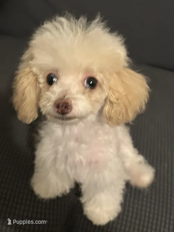 Jill  – Poodle - Toy  puppy for sale in Birmingham, AL