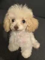 Jill , a female Poodle - Toy  for sale in Birmingham, AL – 1 of 5