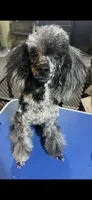 Paris, a female Poodle - Miniature  for sale in Birmingham, AL – 6 of 6