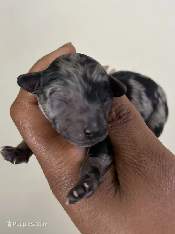 Paris – Poodle - Miniature  puppy for sale in Birmingham, AL