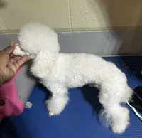 Blanca , a male Maltipoo for sale in Birmingham, AL – 4 of 4