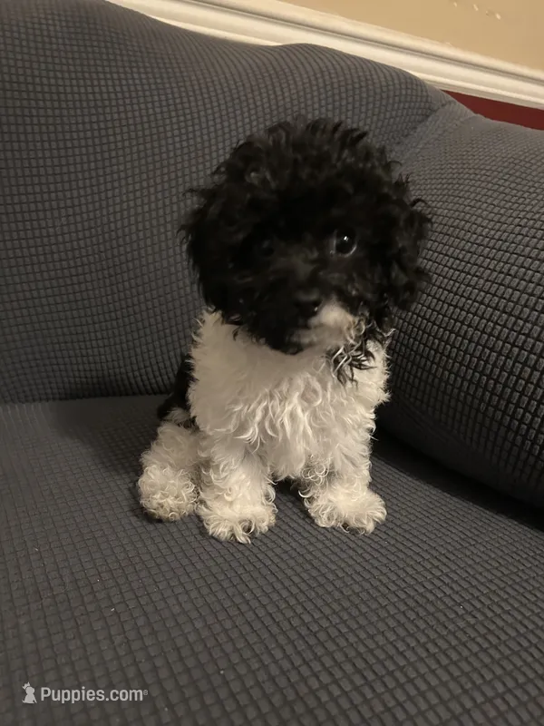 Charlie – Poodle - Toy  puppy for sale in Birmingham, AL