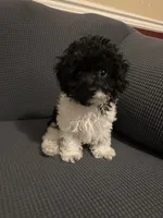 Charlie, a male Poodle - Toy  for sale in Birmingham, AL – 1 of 5