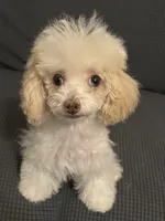 Jill , a female Poodle - Toy  for sale in Birmingham, AL – 2 of 5
