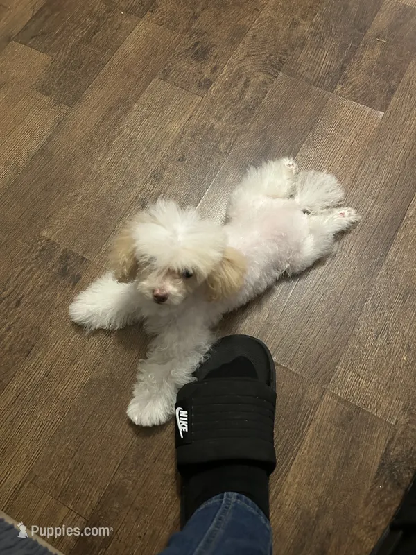 Jill  – Poodle - Toy  puppy for sale in Birmingham, AL