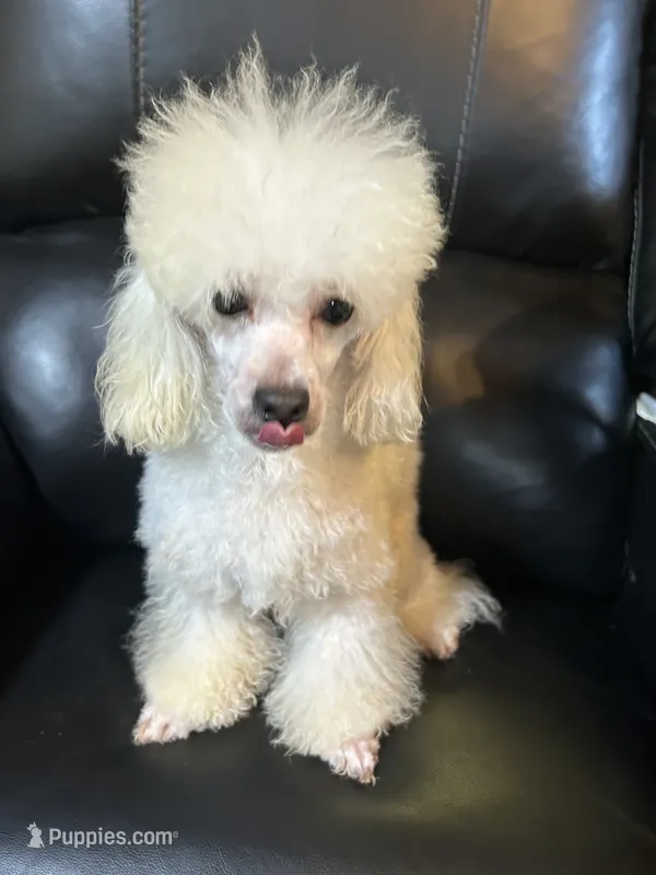 Blanca  – Maltipoo puppy for sale in Birmingham, AL